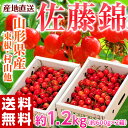 【2月5日 正午までの「超早期割引!!」】《送料無料》山形県産「さくらんぼ佐藤錦」約1.2kg Mサイズ 秀品 frt ○