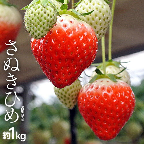 香川県産 さぬきひめイチゴ 約1kg(目安として25〜42粒) ※冷蔵 frt ☆ ランキングお取り寄せ