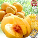 《送料無料》山形県産 高嶋さんグループの黄桃(黄金桃・黄貴妃...