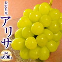 送料無料 長野県産 飯塚さんのぶどう『アリサ』大房 1房 約600g