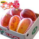 訳あり 沖縄マンゴー 大ボリュームの約1.5kg(3〜6玉) 沖縄県産 送料無料 常温又