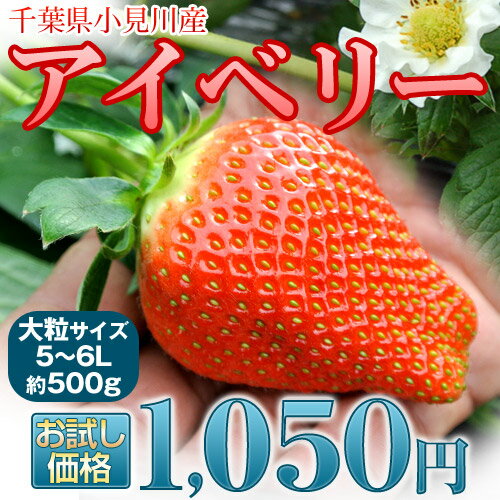 千葉県産「アイベリーいちご」12〜15粒　約500g 　※冷蔵大粒で有名な特大いちご
