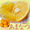 3セット購入でさらに2.5kg増量オマケ！熊本県産　甘夏　M〜L　約2.5キロ　※送料無料最安値に挑戦!?『第3弾！』衝撃価格でお届けします！