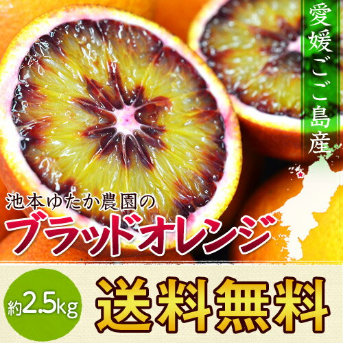 《送料無料》愛媛　ごご島産　池本ゆたか農園のブラッドオレンジ（タロッコ） 　 S〜2S　約2.5kg柑橘の島で名人が作る希少なオレンジ