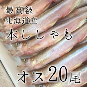 お中元 ギフト 最高級 本ししゃも 特大サイズ 北海道 オス 特大20尾！築地直送 敬老の日 父の日 ギフト 贈答用 干物 御歳暮 御中元 本シシャモ【本シシャモオス20尾】