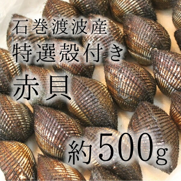 活け赤貝 特選殻　石巻渡波産 石巻渡波産 他 約100-120g/個 計500g 築地直送…...:tsukiji-okawari:10000106