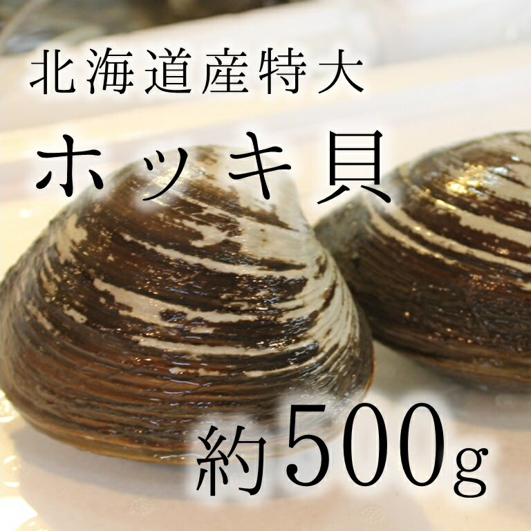 活けホッキ貝 北海道産 約500g/個 築地直送 高級貝類 北寄貝 ウバガイ【ホッキ貝50…...:tsukiji-okawari:10000108