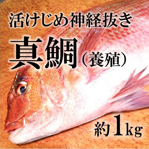 活〆真鯛 愛媛産 養殖 約1-1.5kg（築地直送）鮮魚 生 活締め【ヨウダイ1-1.5K…...:tsukiji-okawari:10000210