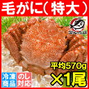 特大 毛ガニ 毛蟹 浜茹で毛がに姿 平均570g前後×1尾 ...