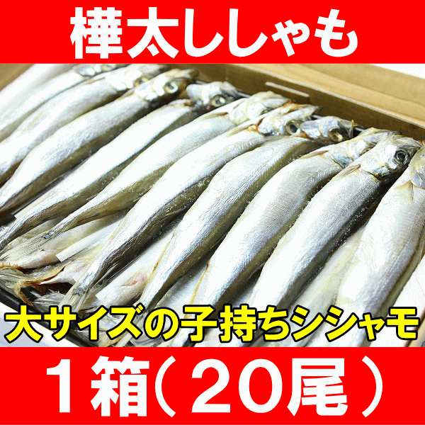 子持ちからふとししゃも20尾（大サイズ）【ししゃも】【シシャモ】【樺太シシャモ】【カラフトシシャモ】【ノルウェー産】【子持ちししゃも】【柳葉魚】【カルシウム】【焼魚】【食べる小魚】【酒の肴】【築地】【レシピ】【ギフト】【楽ギフ_のし】大サイズが嬉しい★たくさんの卵が入った子持ちシシャモ！酒の肴に欠かせない定番の魚！ご飯のおかず、お酒のおつまみに最適♪居酒屋にも卸しています！