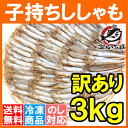【送料無料】訳ありししゃも【樺太シシャモ カラフトシシャモ カペリン 柳葉魚 ノルウェー産 中国加工 ししゃもフライ 唐揚げ 訳アリ わけあり ワケアリ 築地 レシピ ギフト】【楽ギフ_のし】r