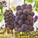 【送料無料】ピオーネ 山梨県勝沼産 種なしピオーネ 1箱1.3kg前後 650g-700g前後×2房 3Lサイズ 最高級特秀ランク 【ピオーネ 巨峰 ぶどう ブドウ 葡萄 フルーツ ギフト 贈り物】