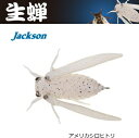 ジャクソン (Jackson) 生蝉 (ナマゼミ) 42mm...
