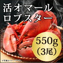 ◆活オマールロブスター(550gx3尾)...