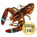 ◆活オマールロブスター(500gx1尾)カナダ直輸入/高級/肉厚/海老/還暦/父の日/バーベキュー/パーティー /パーティー /記念日/テルミドール/スープ/ビスク/新鮮/bbq