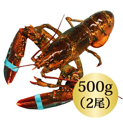 ◆活オマールロブスター（500gx2尾）お買い得/カナダ直輸入/活/オマール 海老/ロブスター/還暦祝い/肉厚/バーベキュー/ パーティー/記念日/テルミドール/スープ/ビスク/新鮮/