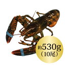 ◆活オマールロブスター【約530gx10尾(530-580g)】カナダ直輸入/活/オマール 海老/ロブスター/還暦祝い/肉厚/ パーティー/記念日/新鮮/BBQ/誕生日/送料無料/お中元