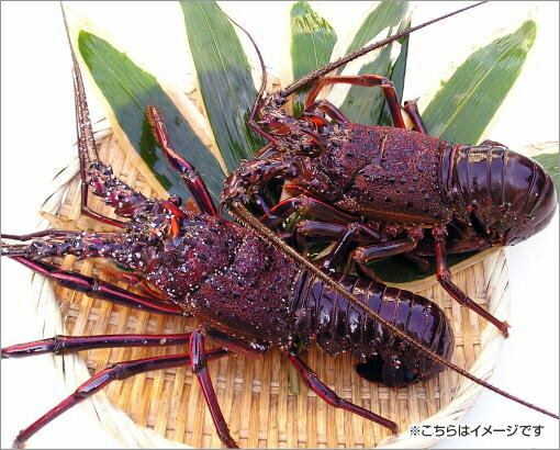 伊勢エビ　200g（1本）地元、田牛で捕れた生きの良い伊勢エビです。