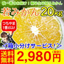 早採り極早生吉田みかん「若みかん」　　　　　　　　　　　　　　　　　　　　　20kg2,980円（税別）（S−Lサイズ込、家庭用）ド、ドォ〜ンとたっぷり生ビタミンをお届けさせて頂きます。