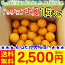 （ちび玉）甘夏15kg　　　　　　　　　　　　　　　　　　　　2,500円（税別）/日本を元気に！果汁たっぷりあっさり甘味！ちび玉もやっぱりできてしまいました。あるだけ大特価！