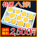 【送料無料】さっぱり酸味と、爽やか甘味が美味しいです。【TA八】吉田町産【特選八朔】（11玉入り・精品・サイズ揃・ネット入・化粧箱入）2,500円（税別）【全国どこでも送料無料】