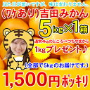 （ワケあり・S〜Lサイズ込）吉田みかん5kg×1箱　　　　　　　　　　　　　　　1,500円ポッキリさらに、同一お届け先に限り、3箱ご注文で1箱おまけ付