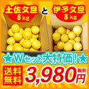 土佐文旦8kgと伊予文旦8kgのWセット　　　　　　　　　　　　　　　　　　　　　通常5,960円のところ⇒3月だけの大特価！3,980円（税別）土佐と伊予の文旦の食べ比べセットです。