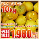 加工用はるか 10kg　　　　　　　　　　　　　 　　　　　　　　果汁の美味しさにびっくり！低温貯蔵下で熟成されて今が美味しさのピーク！見た目は悪いので加工用としてご利用下さい！