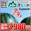 特大「山すいか」7kg前後×2玉今年は少し小さめ傾向にあります。ただ今入荷中です。即日発送可〜〜ただ今順次発送中〜〜