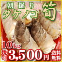 朝掘り筍（たけのこ）10kg予約受付中！4月中旬から順次発送！3,500円（税別）≪予約販売≫朝堀りしたものを朝一番で発送します。