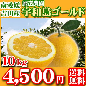 宇和島ゴールド10kg 　　　家庭用・サイズM〜2L込・玉〜玉前後※葉傷・黒点あり厳選1農園の選りすぐりの家庭用たっぷり果汁ジューシーな宇和島ゴールドお楽しみ下さい!!