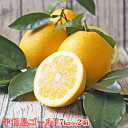 【fゴ 0702】宇和島ゴールド 7kg×2箱 【葉傷・枝傷・黒点のあるものが含まれます】【