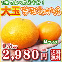 【by15】大玉吉田みかん15kg(サイズ2L?4L・サイズはお任せください・ワケあり)1玉で食べ応え十分! 【愛媛県産】 【全国どこでも送料無料】