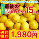 （ジュースにしてください）吉田みかん15kg　　　　　　　　　　　　　　⇒1,980円（税別）（サイズ込・加工用です。 