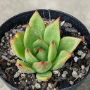 フシチョウニシキ 不死鳥錦 7.5cmポット カランコエ Kalanchoe daigremontiana cv. Variegata 福岡県産 多肉植物 多肉 観葉植物 インテリアグリーン 寄せ植えに (まとめ買いがお得♪)