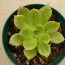 ツキニシキ 月錦 7.5cmポット エケベリア Echeveria.cv 'tukinisiiki' 福岡県産 多肉植物 多肉 観葉植物 インテリアグリーン 寄せ植えに (まとめ買いがお得♪)
