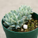 クラウド群生 7.5cmポット エケベリア Echeveria 福岡県産 多肉植物 多肉 観葉植物 インテリアグリーン 寄せ植えに (まとめ買いがお得♪)