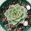 ファビオラ 7.5cmポット エケベリア Echeveria...