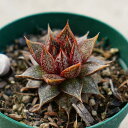 パープソルム 7.5cmポット エケベリア Echeveria purpusorum パーパソルム(大和錦 ヤマトニシキ) 福岡県産 多肉植物 多肉 観葉植物 インテリアグリーン 寄せ植えに (まとめ買いがお得♪)