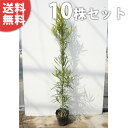 ■送料無料■【10本セット】 イヌマキ 樹高0.8m前後 15cmポット (犬槇) いぬまき 苗木 植木 苗 庭木 生け垣 目隠し・生垣
