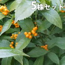 ■送料無料■【5本セット】 センリョウ(黄実) 樹高0.4m...