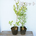 【2本セット】 ブルーベリー 2品種セット 樹高0.4m前後 13.5cmポット (ティフブルーとホームベルのセット) ラビットアイ 苗木 植木 苗 庭木 生け垣 果樹