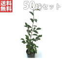 【送料無料】【50本セット】 サカキ 樹高0.3m前後 9cmポット (さかき ホンサカキ 榊 本榊) 常緑樹 苗木 植木 苗 庭木 生け垣 目隠し・生垣