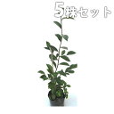 【5本セット】 サカキ 樹高0.3m前後 9cmポット (さかき ホンサカキ 榊 本榊) 常緑樹 苗木 植木 苗 庭木 生け垣 シンボルツリー 常緑樹