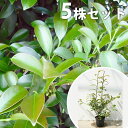 【5本セット】 サカキ 樹高0.5m前後 15cmポット (さかき ホンサカキ 榊 本榊) 常緑樹 苗木 植木 苗 庭木 生け垣 シンボルツリー 常緑樹
