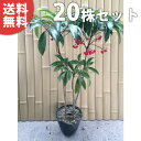 【送料無料】【20本セット】 マンリョウ 樹高0.3m前後 15cmポット 万両 赤実 まんりょう 苗木 植木 苗 庭木 生け垣 中木・低木