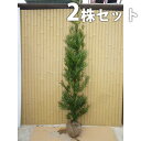 【送料無料】【2本セット】 ラカンマキ 樹高1.5m前後 約24cm根巻 生垣 らかんまき マキ まき 苗木 植木 苗 庭木 生け垣 目隠し・生垣