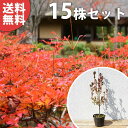 ■送料無料■【15本セット】 ドウダンツツジ 樹高0.3m前...