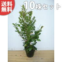 ■送料無料■【10本セット】 ヒサカキ 樹高0.3m前後 15cmポット ひさかき 苗木 植木 苗 庭木 生け垣 目隠し・生垣