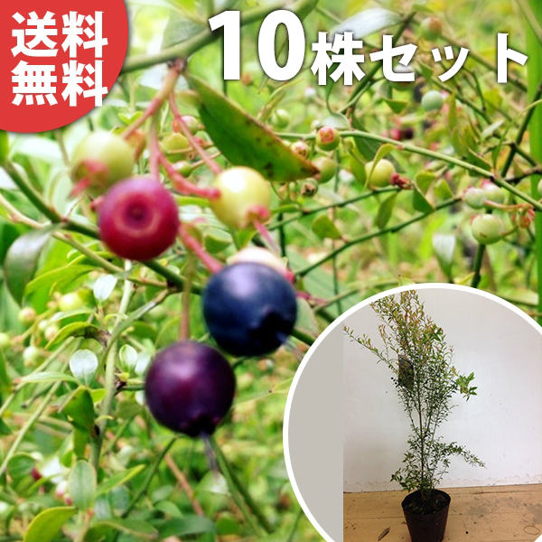 【送料無料】【10本セット】 ビルベリー 樹高0.3m前後 15cmポット 苗木 植木 苗…...:u-kinoka:10000690